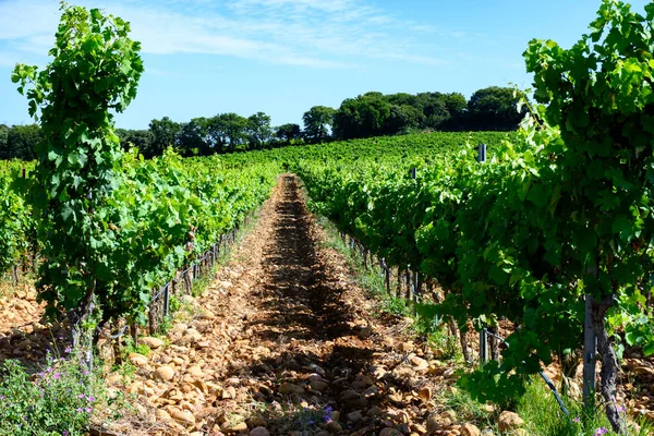 Chateauneuf Pape Adresli Üzüm Bağları Toprakta Büyüyen Üzümler Geniş Yuvarlak — Stok fotoğraf
