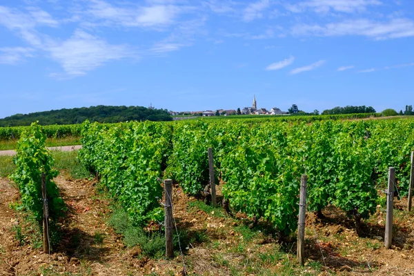 Pouilly-Fume adresli üzüm bağları, Sauvignon Blanc üzümlerinden yapılan kuru beyaz şaraplar, Fransa 'nın çeşitli topraklarında yetişen üzümler.