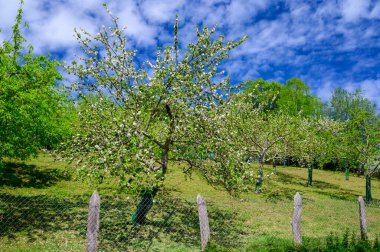 Asturias 'taki elma ağaçları, bahardaki beyaz elma ağaçları, Asturias' taki ünlü elma şarabı üretimi, Comarca de la Sidra bölgesi, İspanya.