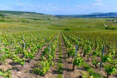Epernay, Champange, Fransa yakınlarındaki Hautvillers köyünde yeşil başbakan cru şampanya bağları ve Marne nehrinin panoramik manzarası