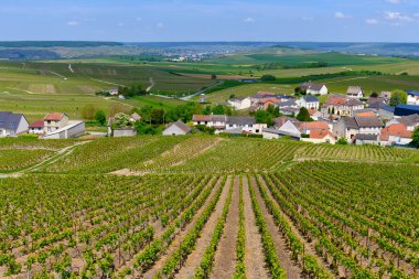 Cramant köyü yakınlarındaki yeşil büyük cru şampanya bağları, Cote des Blancs bölgesi, Champange, Fransa