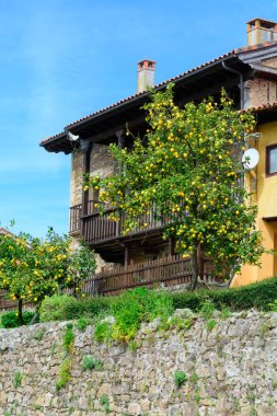İspanya 'nın kuzeyinde, Asturias' ta bir ağaçta asılı duran olgun sarı limonlar ve bahçede yapraklar..