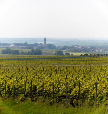 Bouzy köyü yakınlarındaki yeşil büyük cru şampanya bağlarının manzarası Montagne de Reims alt bölümü, Champange, Fransa