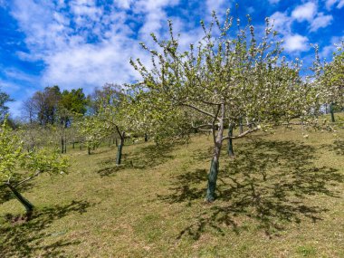 Asturias 'taki elma ağaçları, bahardaki beyaz elma ağaçları, Asturias' taki ünlü elma şarabı üretimi, Comarca de la Sidra bölgesi, İspanya.