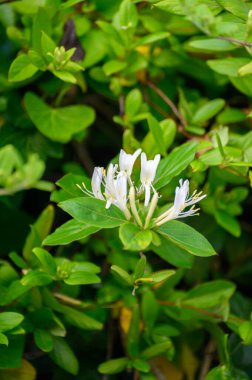 Botanical collection of medicinal and climbing plants, Jasminum officinale, jasmine plant in blossom. clipart