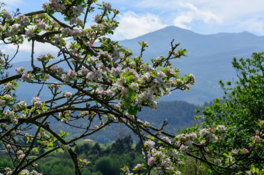 Asturias 'taki elma ağaçları, bahardaki beyaz elma ağaçları, Asturias' taki ünlü elma şarabı üretimi, Comarca de la Sidra bölgesi, İspanya.
