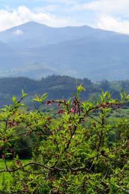 Pembe şeftali ağacı çiçeği, tarım bahçesinde bahar zamanı, mavi gökyüzü ile doğa arka planı, Asturias, İspanya