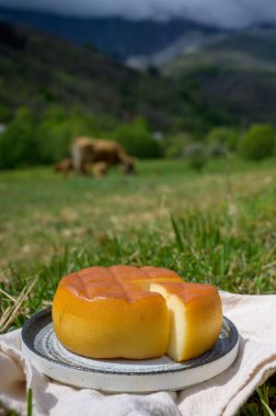 Kabrallar, İspanya 'nın Asturias kentindeki kırsal süt çiftçileri tarafından pastörize edilmemiş ineklerden yapılan mavi peynirler veya arka planda Picos de Europa dağları ile keçi ya da koyun sütüyle harmanlanmış sütler.