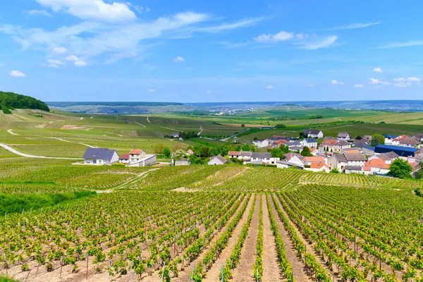 Cramant köyü yakınlarındaki yeşil büyük cru şampanya bağları, Cote des Blancs bölgesi, Champange, Fransa
