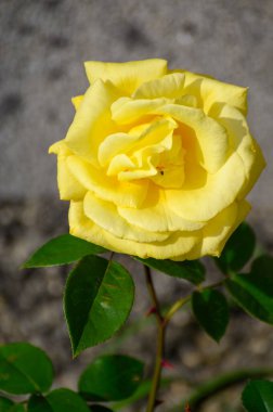 Güneşli bir günde Fransa 'nın Provence kentindeki eski bir şato bahçesinde yetişen sarı gül çiçekleri..