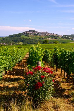 Sancerre şaraplarının etrafındaki yeşil üzüm bağları, farklı topraklarda tepelerde sıralanmış sauvignon beyaz üzümleri, Cher, Loire vadisi, Fransa