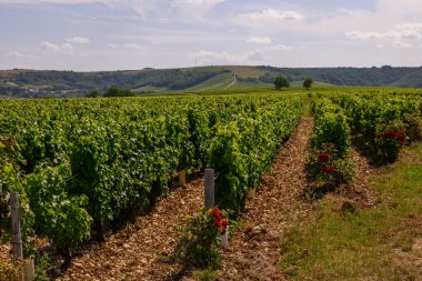Sancerre şaraplarının etrafındaki yeşil üzüm bağları, farklı topraklarda tepelerde sıralanmış sauvignon beyaz üzümleri, Cher, Loire vadisi, Fransa