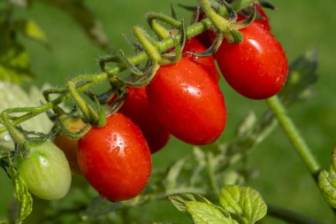 Uzun kırmızı İtalyan datterini pomodori domatesleri bahçede yetişir, passata, makarna ve salata için kullanılır.