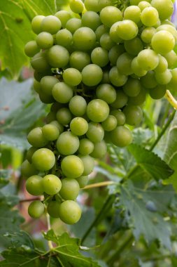 Riesling beyaz şarap üzümleri Almanya 'daki tepe üzüm bağında yetişiyor, olgunlaşmamış üzümler kapanıyor.