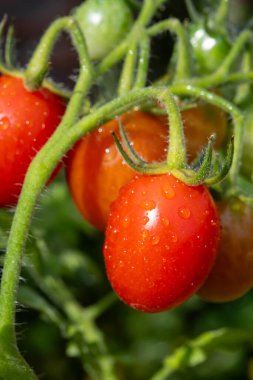 Uzun kırmızı İtalyan datterini pomodori domatesleri bahçede yetişir, passata, makarna ve salata için kullanılır.