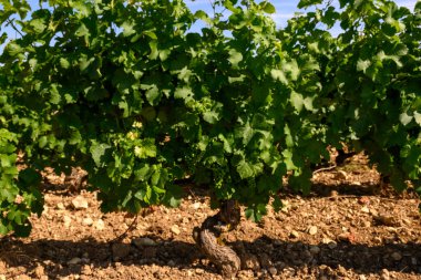 Sancerre şarabı yapan köyün etrafındaki üzüm bağlarının, caillotte kireç taşı üzerinde büyüyen sauvignon beyaz üzümlerinin çok taşlı toprak ve çakıl taşları, Cher, Loire vadisi, Fransa yazın