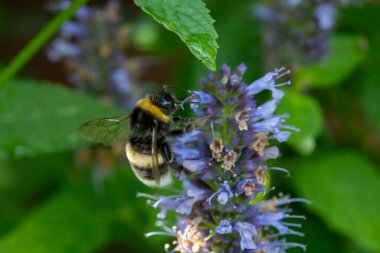 Bal arısı böceği mor çiçekleri tozlaştırır agastache foeniculum anise hyssop, mavi dev hissop bitkisi