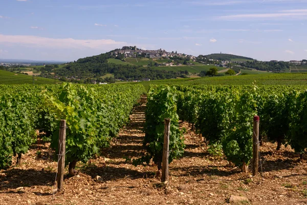 Pohled Zelené Vinice Okolí Obce Sancerre Vinařství Řady Sauvignon Blanc — Stock fotografie