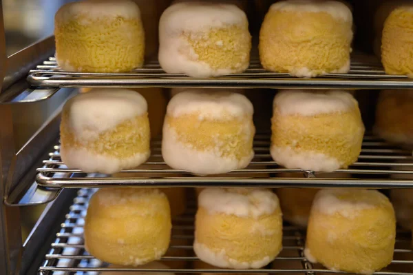 Peynir koleksiyonu, yumuşak keçi peyniri küflü Fransız peyniri Chavignol peyniri peynir tarlasında Sancerre yakınlarında üretiliyor.