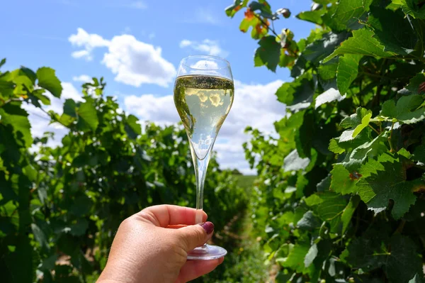 Tasting of sparkling white wine with bubbles champagne on summer weekend festival route of champagne on vineyards in Celles-sur-Ource, Cote des Bar, Champagne region, France