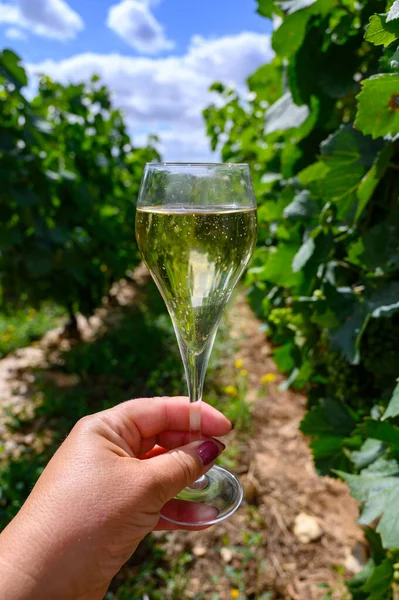 Tasting of sparkling white wine with bubbles champagne on summer weekend festival route of champagne on vineyards in Celles-sur-Ource, Cote des Bar, Champagne region, France