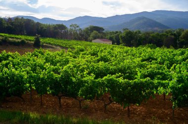 Yeşil büyük cru üzüm bağları Cotes de Provence, Grimaud köyü yakınlarında kuru gül şarabı üretimi, Var, Fransa