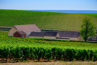 Burgundy, Fransa 'da Poully-sur-Loire köyü yakınlarındaki Loire nehrindeki Poully-sur-Loire şarap üretim bölgesinde yazın şato, tepe üzüm bağları, Fransa