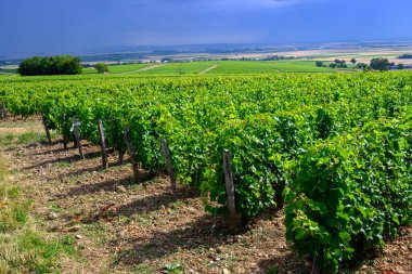 Pouilly-Fume adresli üzüm bağları, Sauvignon Blanc üzümlerinden yapılan kuru beyaz şaraplar, Fransa 'nın çeşitli topraklarında yetişen üzümler.