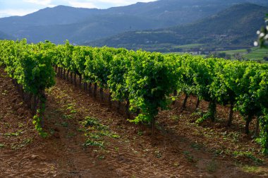 Yeşil büyük cru üzüm bağları Cotes de Provence, Grimaud köyü yakınlarında kuru gül şarabı üretimi, Var, Fransa