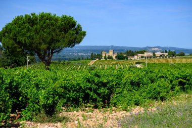 Chateauneuf du Pape adresli üzüm bağları. Toprakta büyüyen üzümler, geniş yuvarlak taşlar. Kürekler, kireç taşları, mezarlıklar, San.
