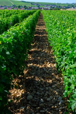 Sancerre şarabı yapan köyün etrafındaki üzüm bağlarının, caillotte kireç taşı üzerinde büyüyen sauvignon beyaz üzümlerinin çok taşlı toprak ve çakıl taşları, Cher, Loire vadisi, Fransa yazın