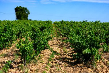 Chateauneuf du Pape adresli üzüm bağları. Toprakta büyüyen üzümler, geniş yuvarlak taşlar. Kürekler, kireç taşları, mezarlıklar, San.
