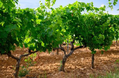 Yeşil büyük cru üzüm bağları Cotes de Provence, Grimaud köyü yakınlarında kuru gül şarabı üretimi, Var, Fransa