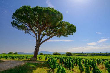 Chateauneuf du Pape adresli üzüm bağları. Toprakta büyüyen üzümler, geniş yuvarlak taşlar. Kürekler, kireç taşları, mezarlıklar, San.