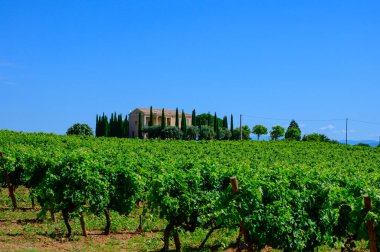 Chateauneuf du Pape adresli üzüm bağları. Toprakta büyüyen üzümler, geniş yuvarlak taşlar. Kürekler, kireç taşları, mezarlıklar, San.