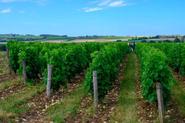 Pouilly-Fume adresli üzüm bağları, Sauvignon Blanc üzümlerinden yapılan kuru beyaz şaraplar, Fransa 'nın çeşitli topraklarında yetişen üzümler.