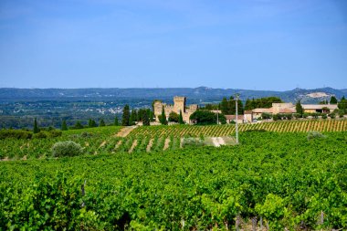 Chateauneuf du Pape adresli üzüm bağları. Toprakta büyüyen üzümler, geniş yuvarlak taşlar. Kürekler, kireç taşları, mezarlıklar, San.