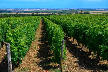Pouilly-Fume adresli üzüm bağları, Sauvignon Blanc üzümlerinden yapılan kuru beyaz şaraplar, Fransa 'nın çeşitli topraklarında yetişen üzümler.