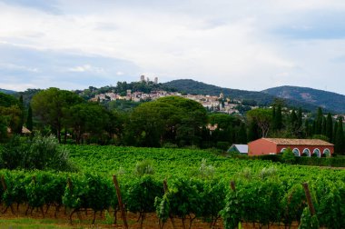 Yeşil büyük cru üzüm bağları Cotes de Provence, Grimaud köyü yakınlarında kuru gül şarabı üretimi, Var, Fransa