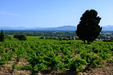 Chateauneuf du Pape üzüm bağları. Toprakta büyüyen üzümler. Kürekler, kireç taşları, mezar taşları.