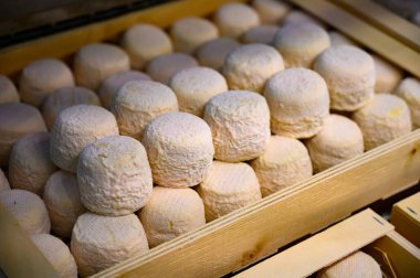 Peynir koleksiyonu, yumuşak keçi peyniri küflü Fransız peyniri Chavignol peyniri peynir tarlasında Sancerre yakınlarında üretiliyor.