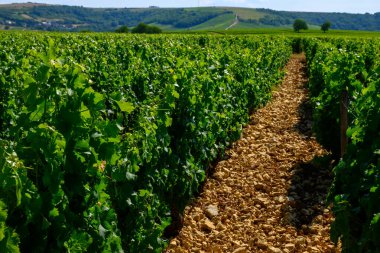 Sancerre şaraplarının etrafındaki yeşil üzüm bağları, farklı topraklarda tepelerde sıralanmış sauvignon beyaz üzümleri, Cher, Loire vadisi, Fransa