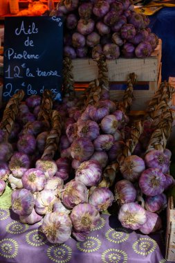 Yeni organik aromatik mor sarımsak hasadı. İngilizce çevirisi: Piolenc köyünden sarımsak, Vaucluse, Provence, Fransa