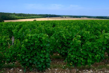 Pouilly-Fume adresli üzüm bağları, Sauvignon Blanc üzümlerinden yapılan kuru beyaz şaraplar, Fransa 'nın çeşitli topraklarında yetişen üzümler.