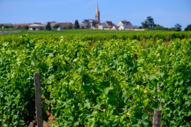 Pouilly-Fume adresli üzüm bağları, Sauvignon Blanc üzümlerinden yapılan kuru beyaz şaraplar, Fransa 'nın çeşitli topraklarında yetişen üzümler.