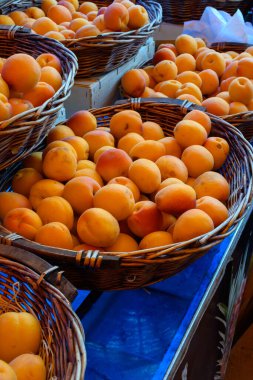 Fransa, Provence 'de taze olgun sarı-kırmızı kayısı hasadı meyveleri