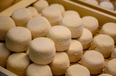 Peynir koleksiyonu, yumuşak keçi peyniri küflü Fransız peyniri Chavignol peyniri peynir tarlasında Sancerre yakınlarında üretiliyor.