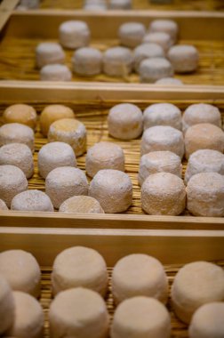 Peynir koleksiyonu, yumuşak keçi peyniri küflü Fransız peyniri Chavignol peyniri peynir tarlasında Sancerre yakınlarında üretiliyor.