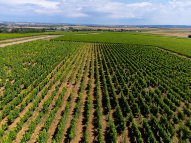 Pouilly-Fume adreslerinin hava manzarası, Sauvignon Blanc üzümlerinden yapılan kuru beyaz şarap farklı toprak türlerinde yetişen üzümler, Fransa