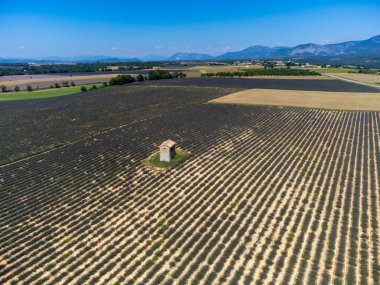 Yaz aylarında çiçek açan mor lavanta, buğday tarlaları ve yeşil ağaçlarla Valensole Platosu 'ndaki hava manzarası.